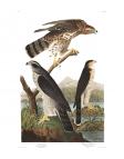 Northern Goshawk or Cooper's Hawk